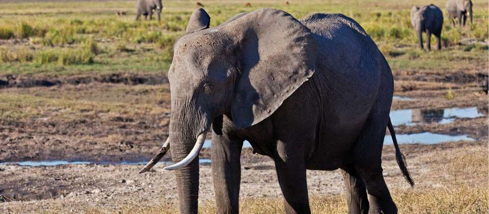 Botswana Delta and Wildlife Explorer - World Expeditions - Zimbabwe - Image 8