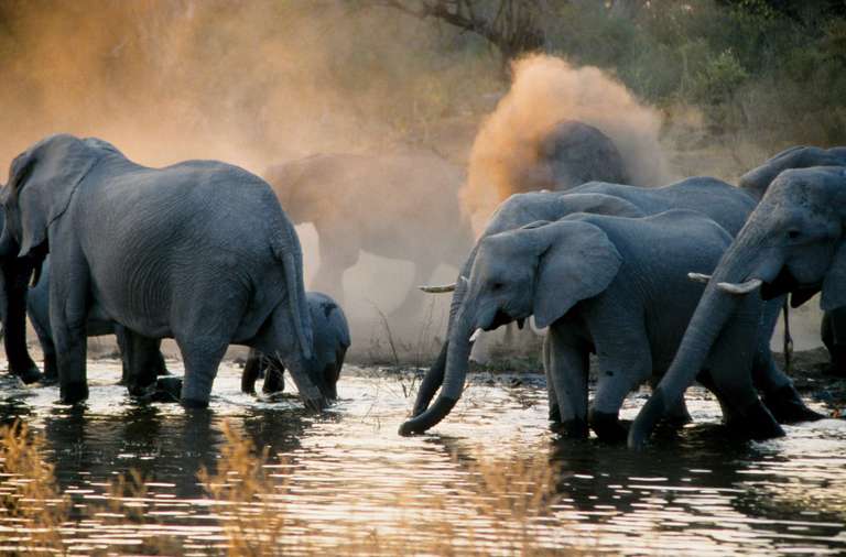 Zimbabwe Wildlife Tour: Botswana Highlights