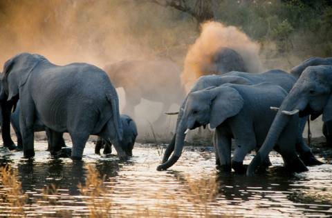 Africa Group Tours: Botswana Highlights