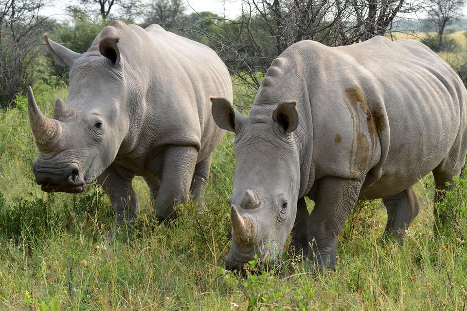 Botswana Highlights - Intrepid Travel - Zimbabwe - Image 1