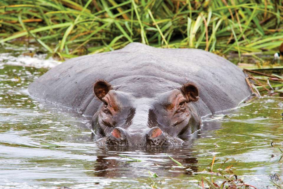 Botswana Highlights - Intrepid Travel - Zimbabwe - Image 8