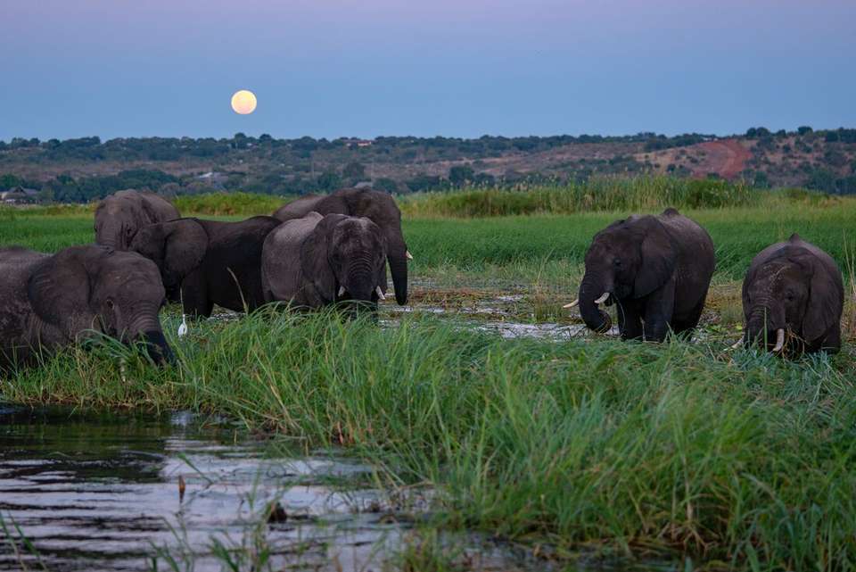 Botswana Highlights - Intrepid Travel - Zimbabwe - Image 9