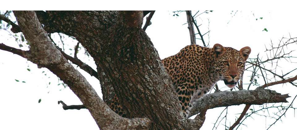 Botswana Leopard Trail & Kalahari - World Expeditions - Botswana