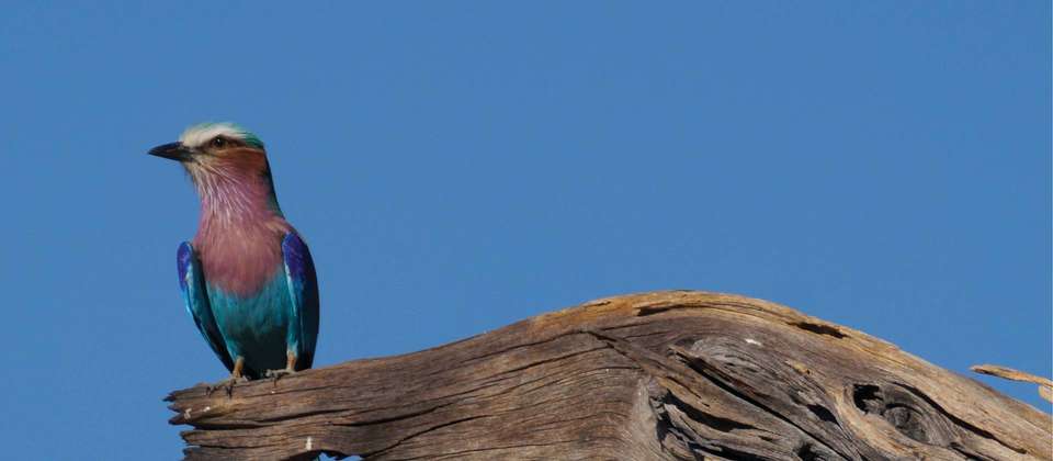 Botswana Leopard Trail & Kalahari - World Expeditions - Botswana