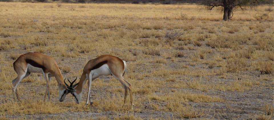 Botswana Leopard Trail & Kalahari - World Expeditions - Botswana