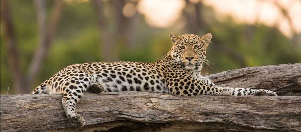 Botswana Leopard Trail & Kalahari - World Expeditions - Botswana - Image 9