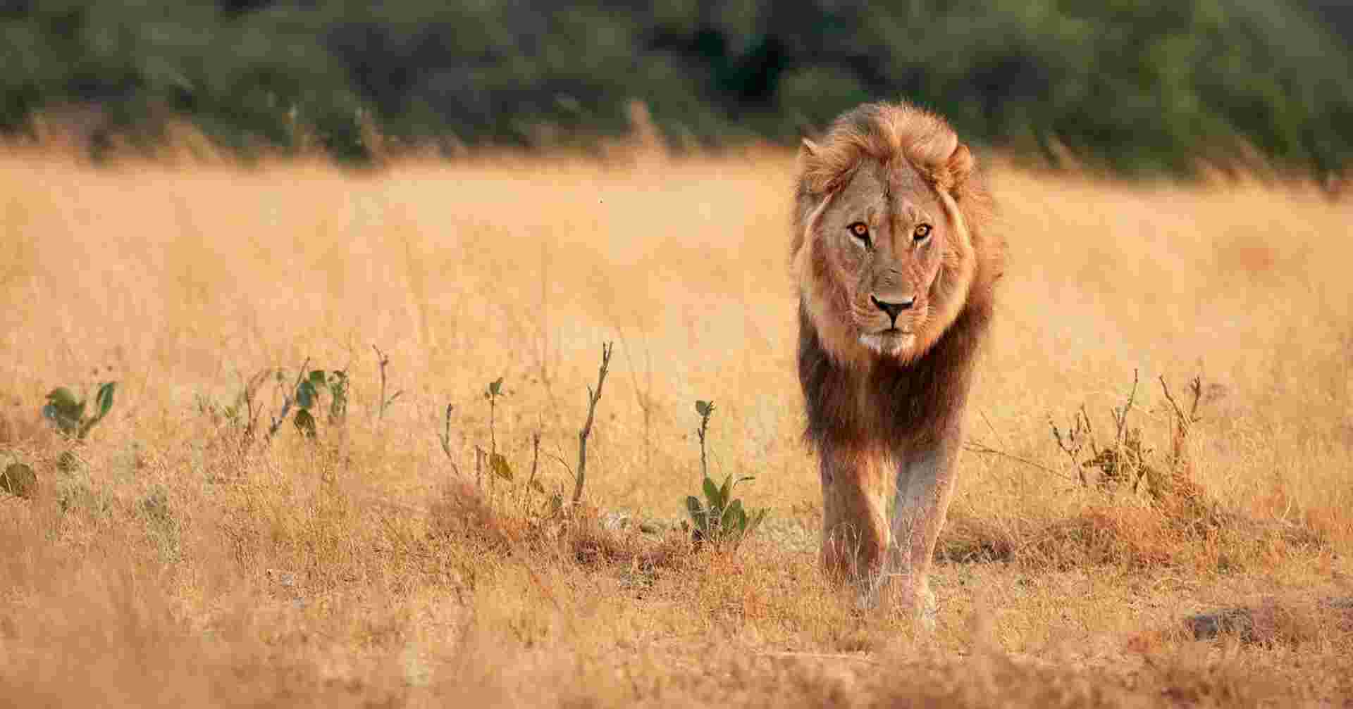 Botswana Wildlife Safari
