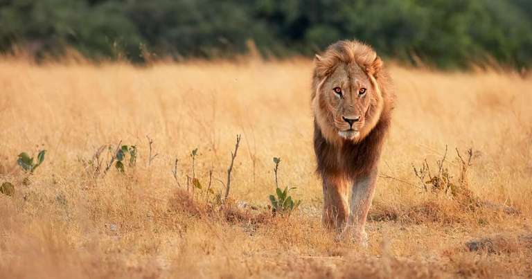 Zimbabwe Explorer Tour: Botswana Wildlife Safari