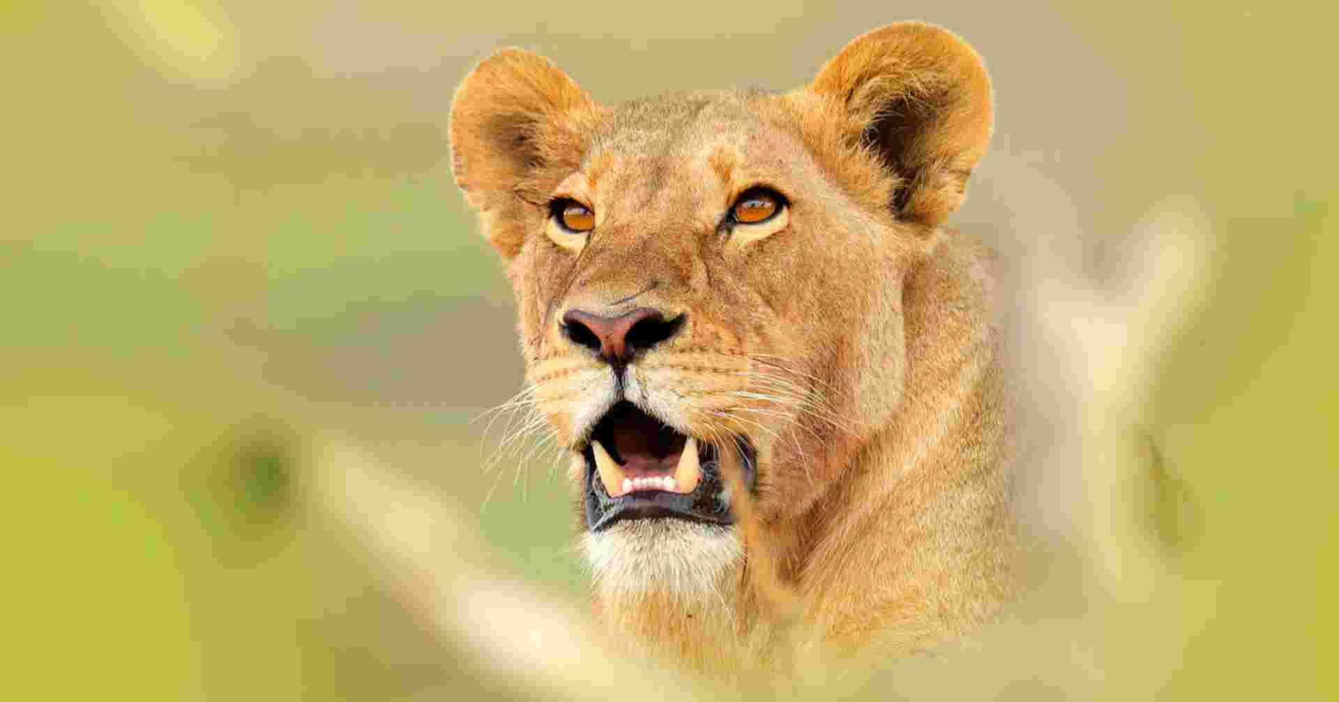 Botswana Wildlife Safari