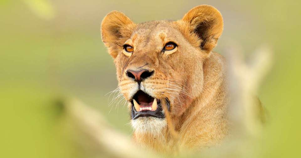 Botswana Wildlife Safari - Explore - Zimbabwe - Image 1
