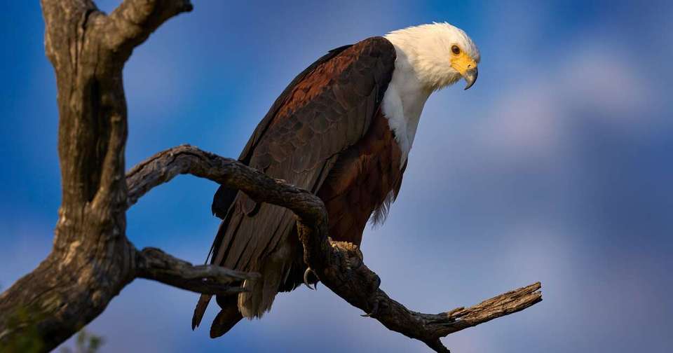 Botswana Wildlife Safari - Explore - Zimbabwe - Image 16