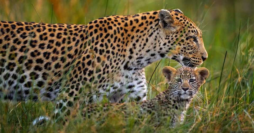 Botswana Wildlife Safari - Explore - Zimbabwe - Image 15