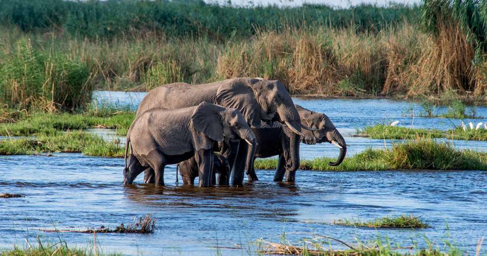 Botswana Wildlife Safari - Explore - Zimbabwe - Image 14