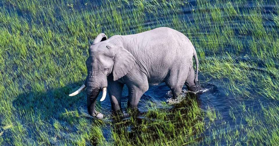 Botswana Wildlife Safari - Explore - Zimbabwe - Image 13