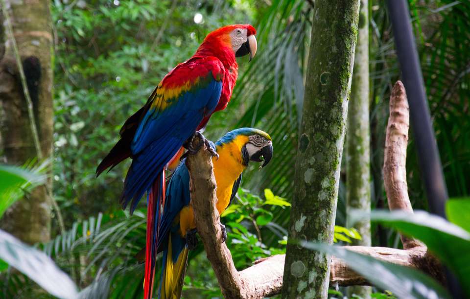 Brazil & Iguazu Highlights - Tour Rio de Janeiro to Iguazu Falls - Expat Explore - Brazil - Image 5