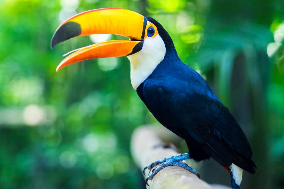 Brazil, Iguazu & Argentina Delights - Tour Rio to Buenos Aires - Expat Explore - Brazil - Image 5