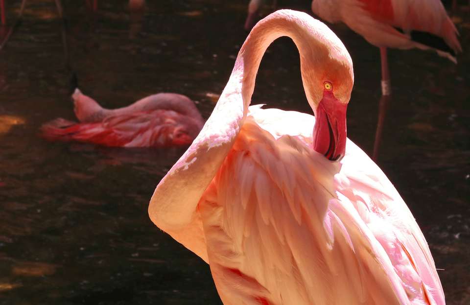 Brazil Wildlife Adventure - undefined - Image 6