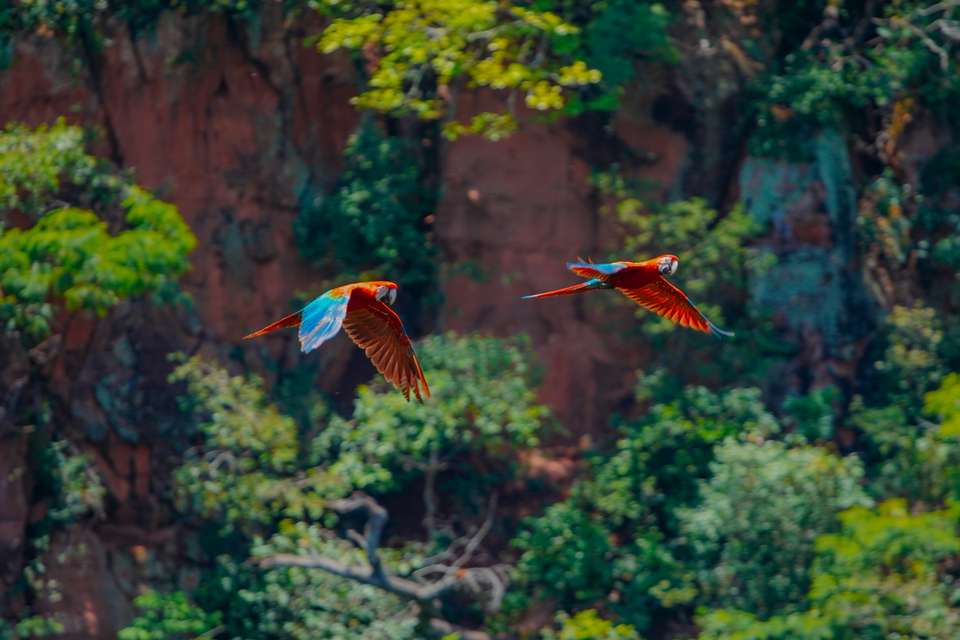 Brazil Wildlife Adventure - undefined - Image 7