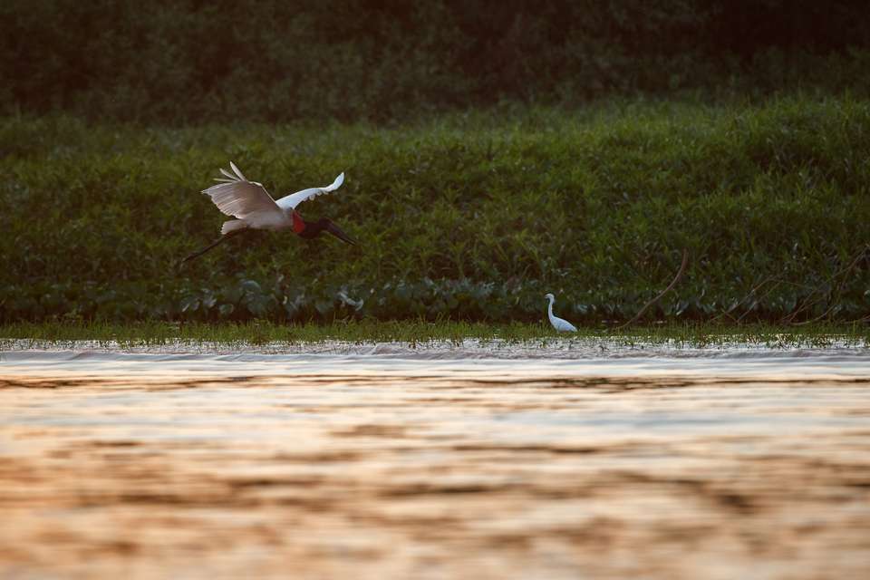 Brazil Wildlife Adventure - undefined - Image 8
