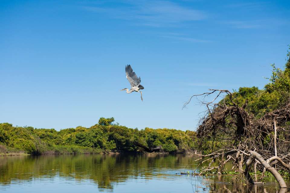 Brazil Wildlife Adventure - undefined - Image 9