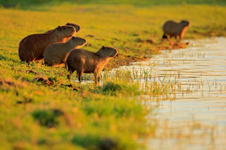 Brazil Wildlife Adventure - undefined - Image 10