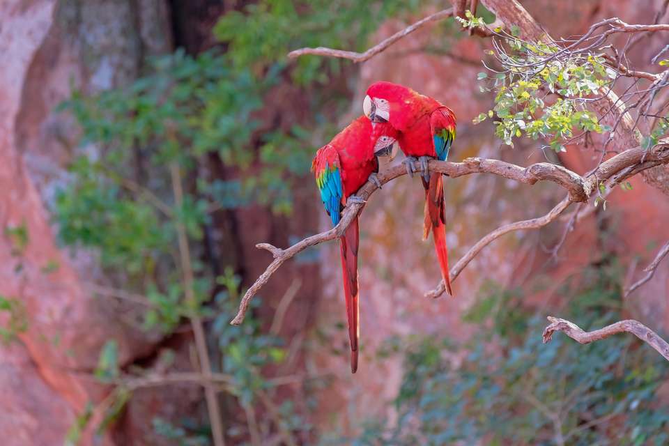 Brazil Wildlife Adventure - undefined - Image 11