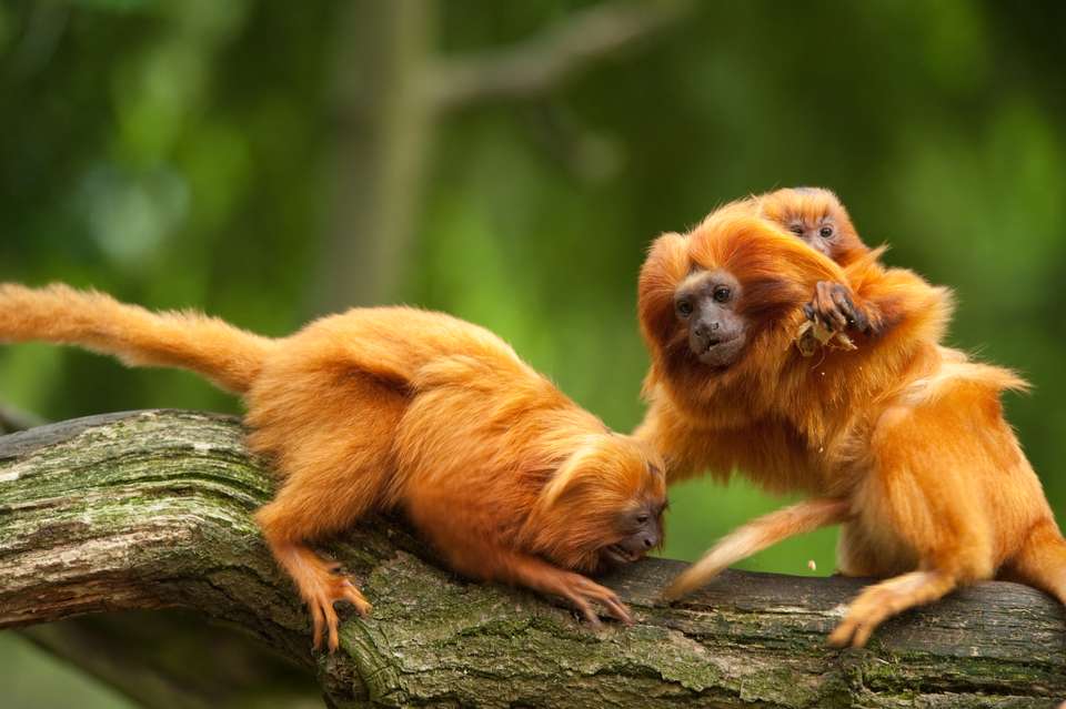 Brazil Wildlife Adventure - undefined - Image 13