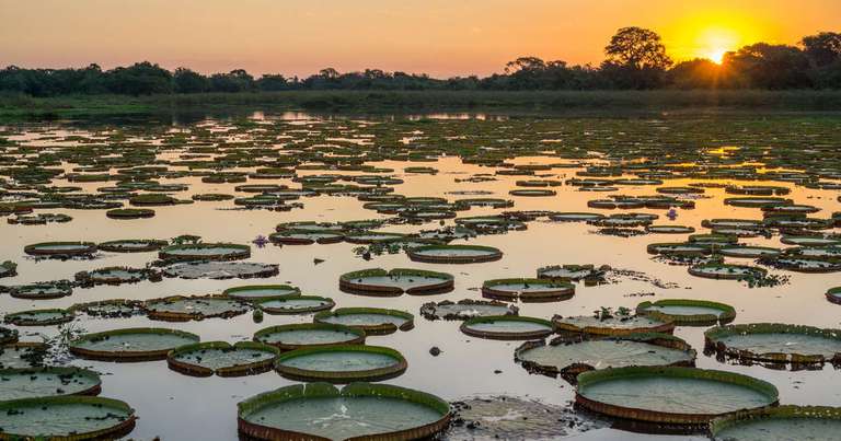 Manaus Explorer Tour: Brazilian Amazon by Boat