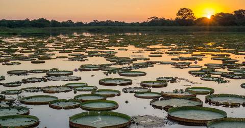 Manaus Explorer Tour: Brazilian Amazon By Boat