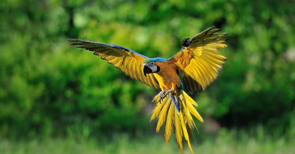 Brazilian Amazon by Boat - Explore - Brazil - Image 8