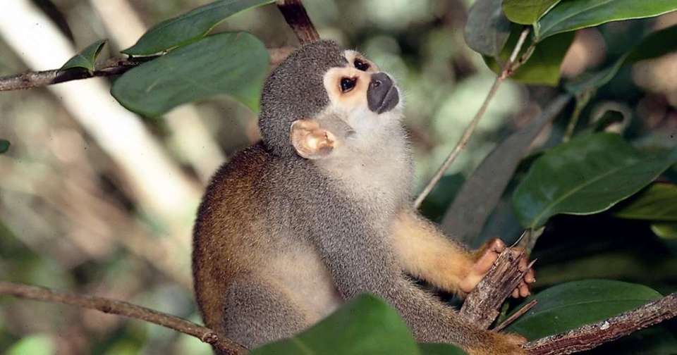 Brazilian Amazon by Boat - Explore - Brazil - Image 15