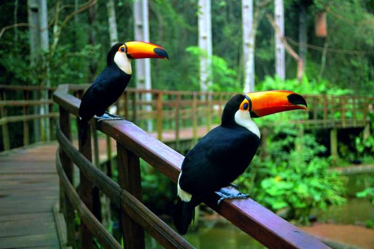 Brazilian Falls With Bird Park - 1 day