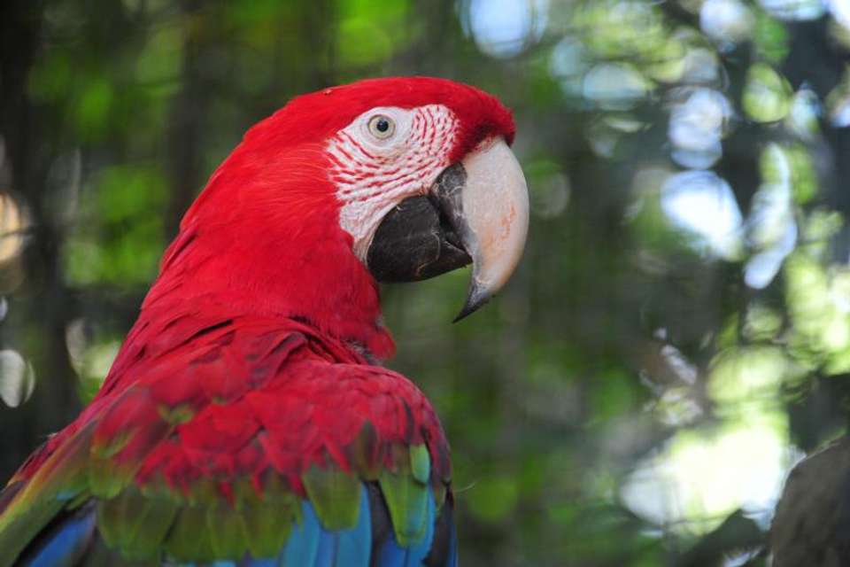 Brazilian Falls With Bird Park - Tangol Tours - Brazil - Image 7