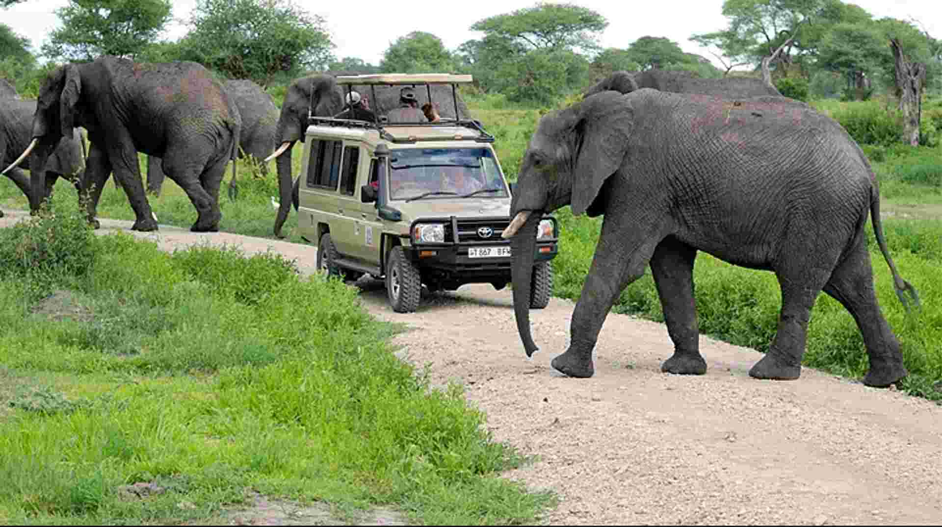 Budget Safari in Tarangire and Ngorongoro: Two Days
