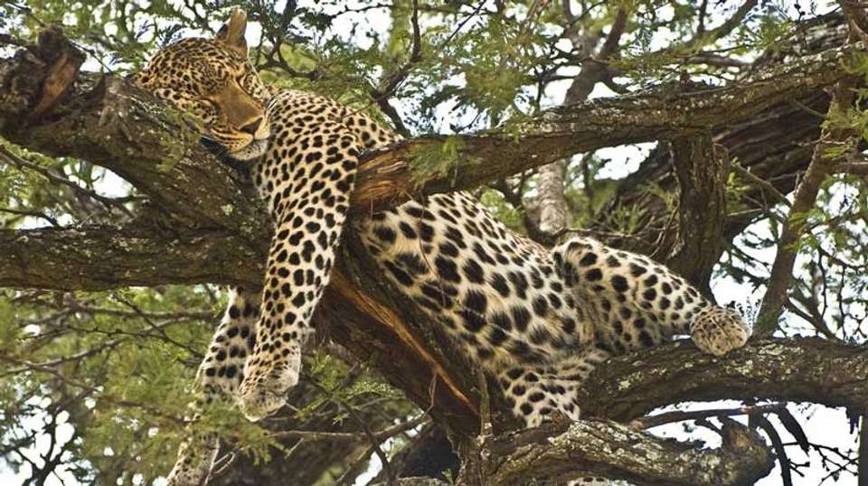 Budget Safari in Tarangire and Ngorongoro: Two Days - Wonders Of Creation Tours And Safaris - Tanzania - Image 2