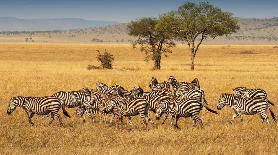 Budget Safari in Tarangire and Ngorongoro: Two Days - Wonders Of Creation Tours And Safaris - Tanzania - Image 3