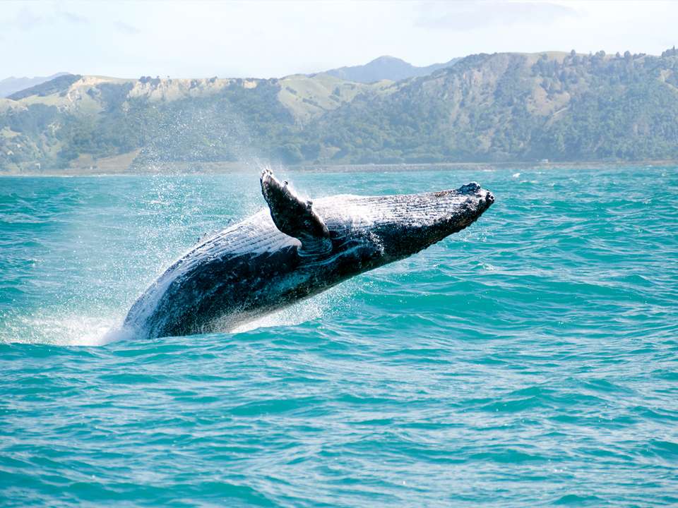 Budget South Island Explorer - 14 days - On The Go Tours - New Zealand