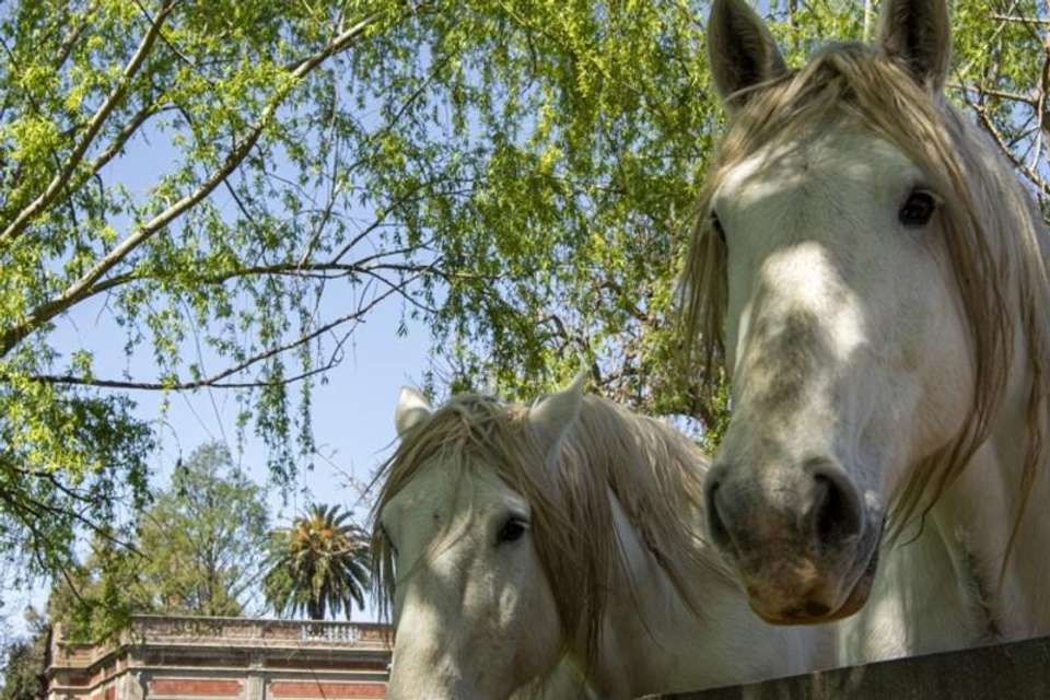 Buenos Aires Countryside: Estancia Day at El Ombú - Tangol Tours - Argentina - Image 8