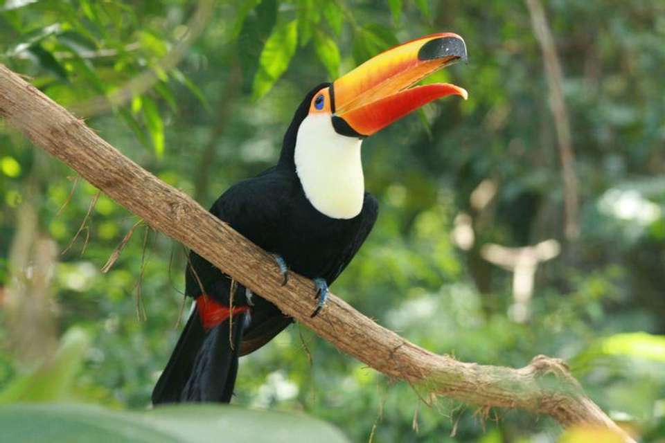 Buenos Aires To Manaus Inc. Guianas (13 Weeks) Tra - Oasis Overland - Colombia