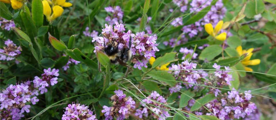 Bulgaria Mountains and Monasteries Guided Hike - Utracks - Bulgaria
