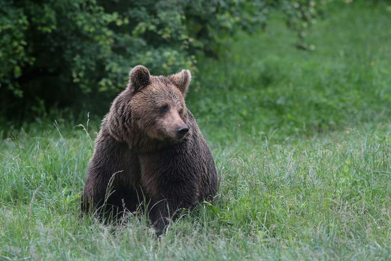 Bulgaria Budget Tours: Bulgaria: Realm of the Brown Bear