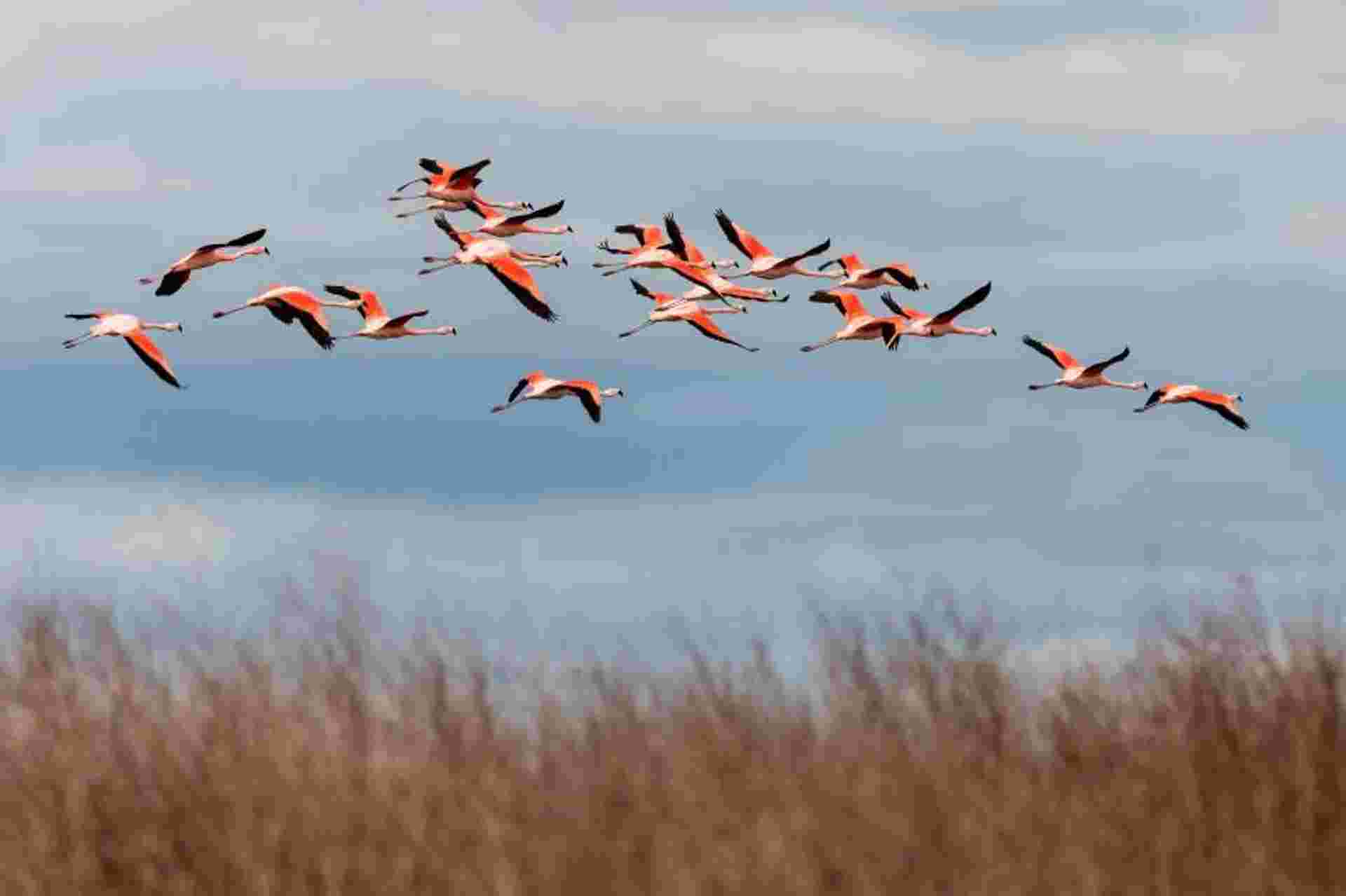 Bull Lagoon And Flamingos Watching from Salta
