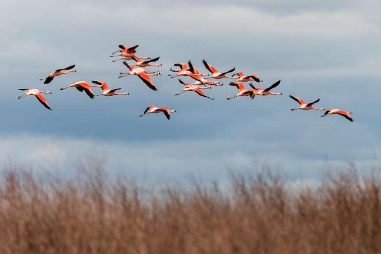 Bull Lagoon And Flamingos Watching from Salta trip - alternative tour available