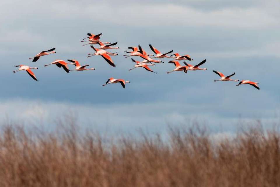 Bull Lagoon And Flamingos Watching from Salta - Tangol Tours - Argentina - Image 1