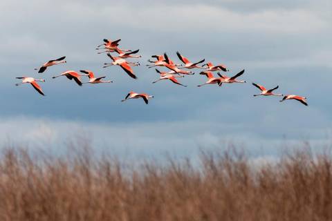 Bull Lagoon And Flamingos Watching From Salta - Spring Tours