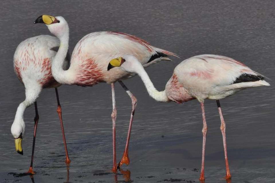 Bull Lagoon And Flamingos Watching from Salta - Tangol Tours - Argentina - Image 2