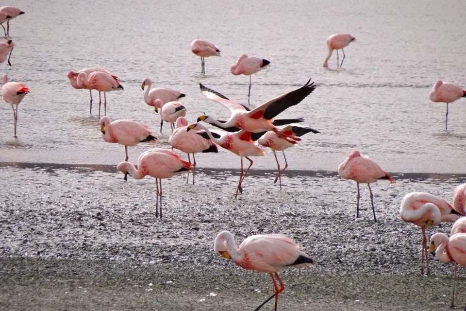 Bull Lagoon And Flamingos Watching from Salta - Tangol Tours - Argentina - Image 5