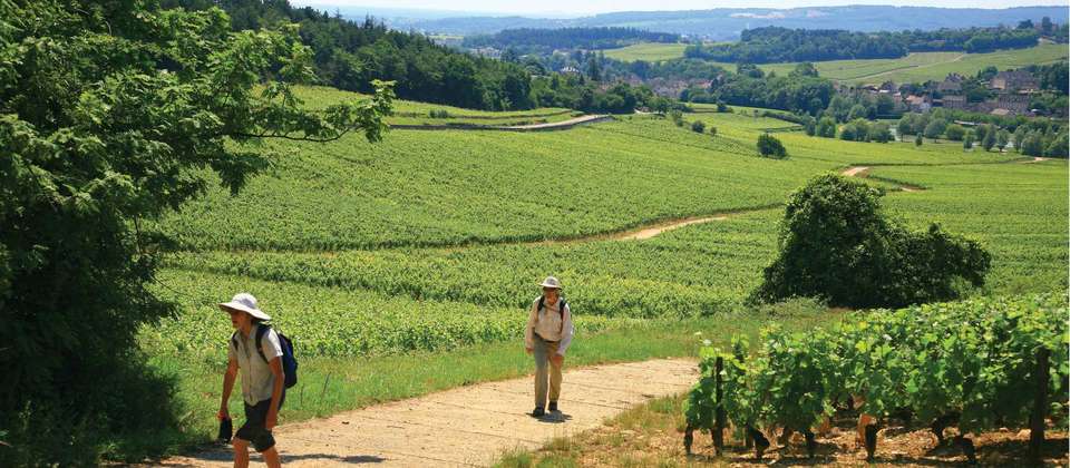 Burgundy Vineyard Trails - World Expeditions - France - Image 7