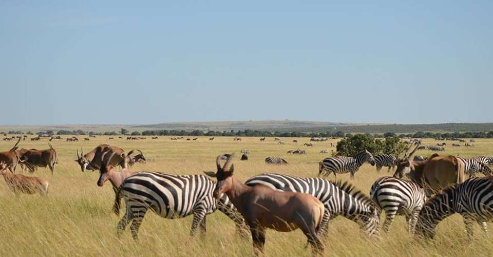 Bush 2 Beach Holiday - Love And Dove Africa - Tanzania - Image 2