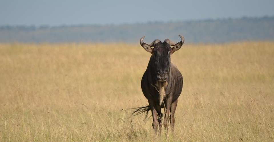 Bush 2 Beach Holiday - Love And Dove Africa - Tanzania - Image 3